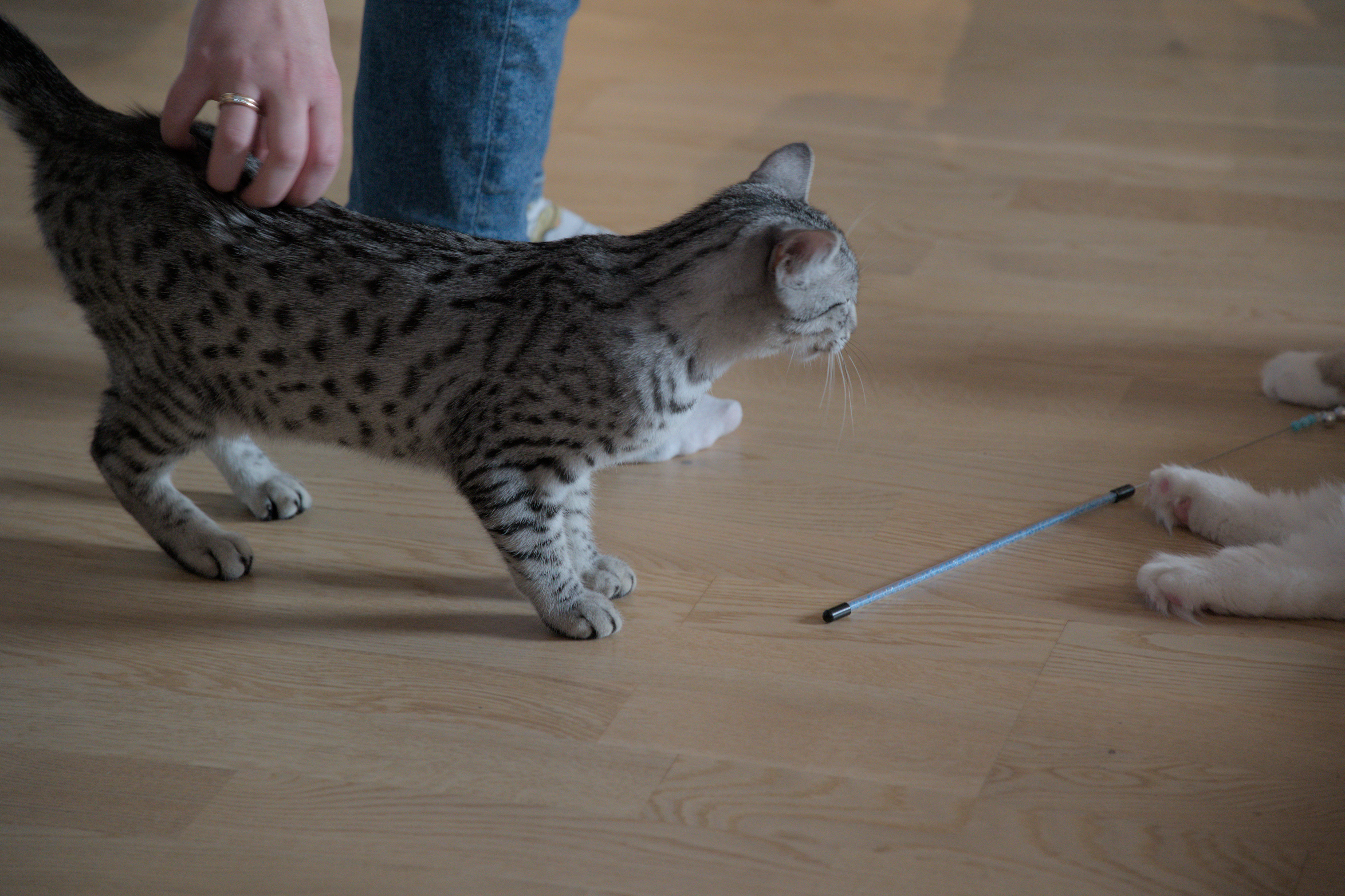 2025/10/12 - cats/DSC_0097.jpg